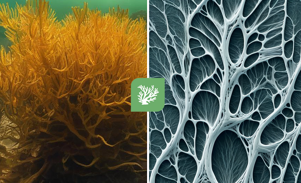 Using Sea Moss to Optimize Fascia Health